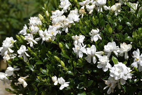 frost proof gardenia bloom time.